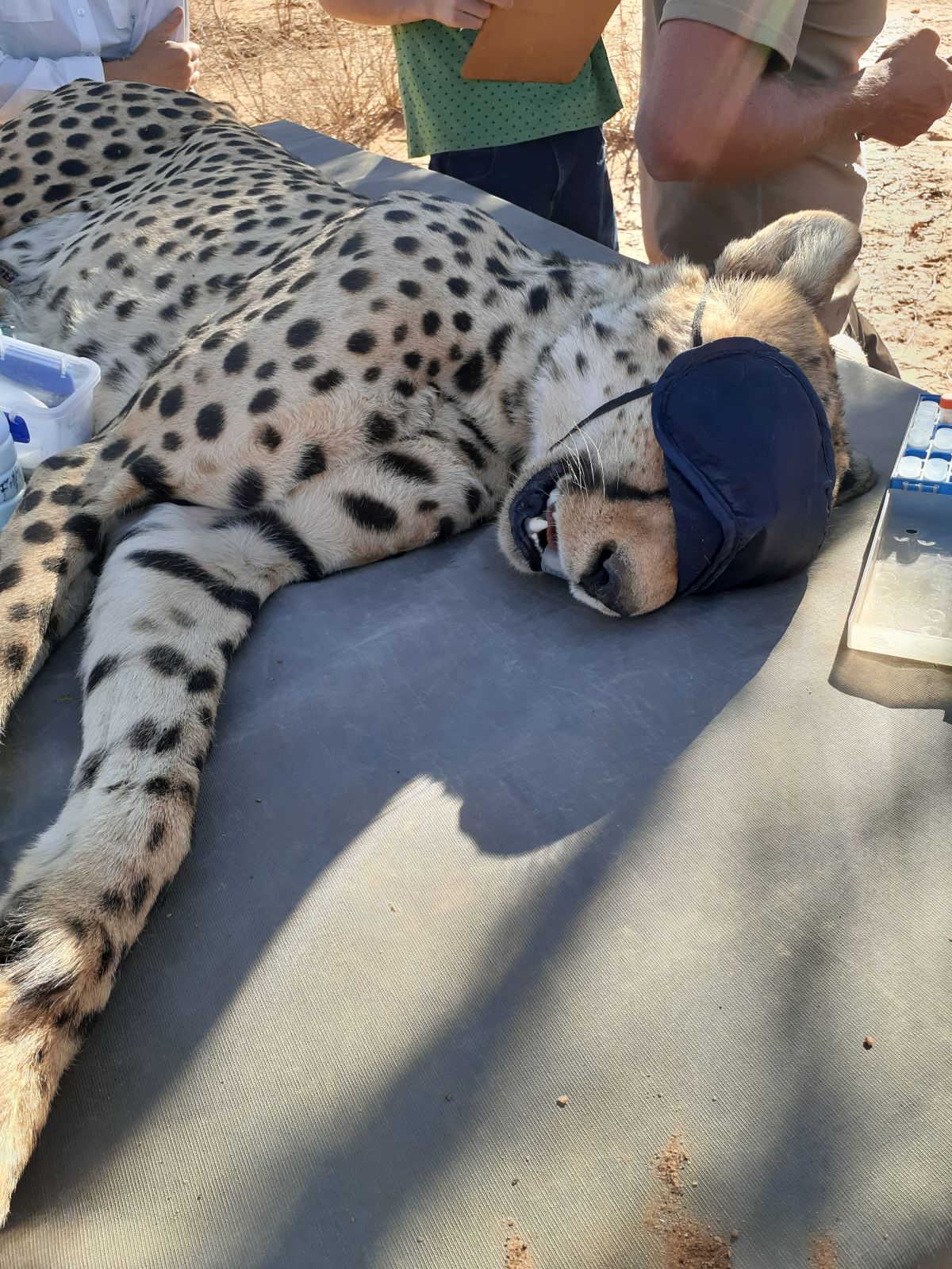 Carnet de Conservation : Meeting the Namib cheetahs — IZW Cheetah Research  Project