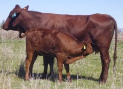 Bonsmara cow with calf